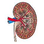 kidney